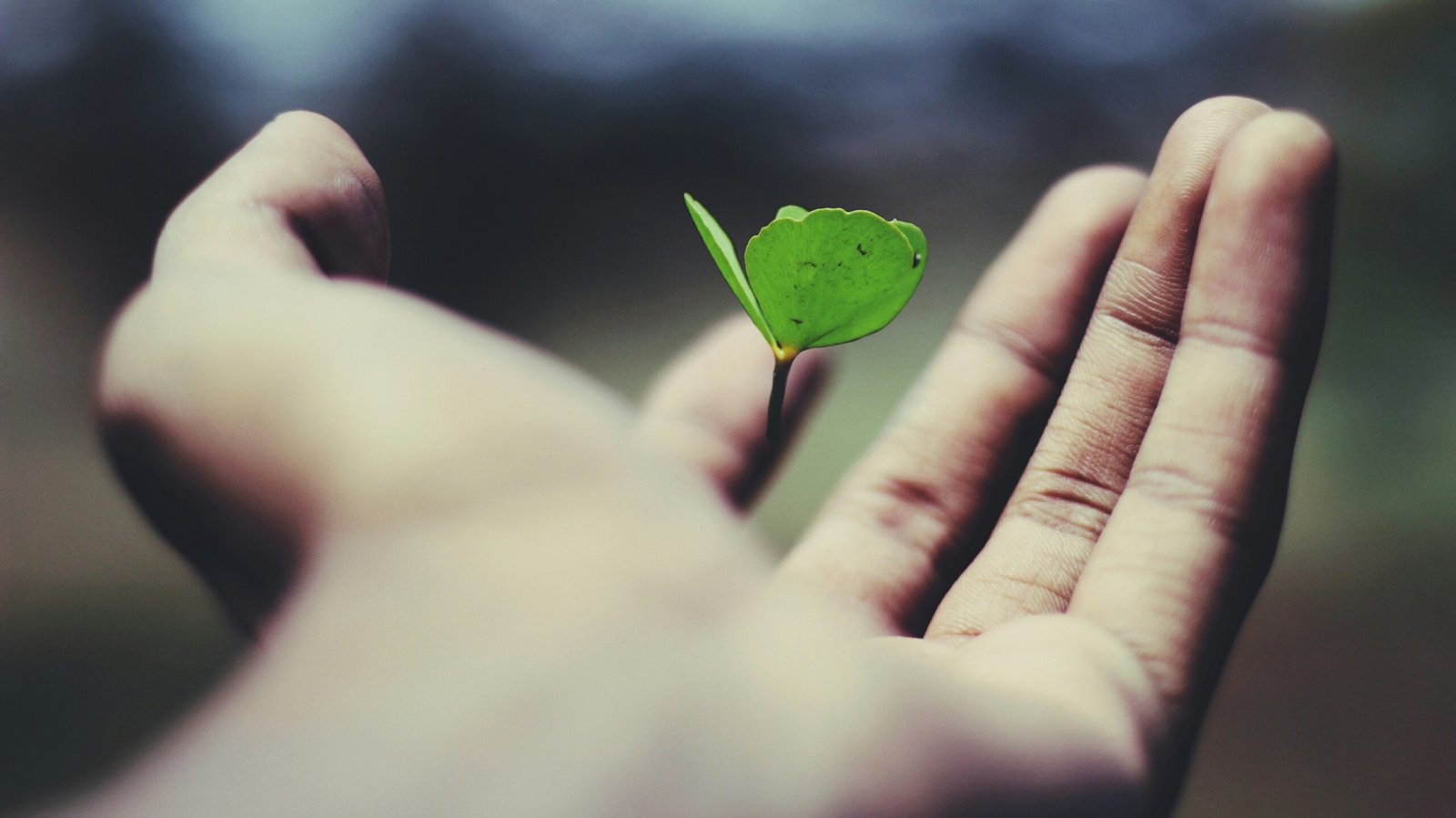 Life Insurance: Financial Protection for Your Family in the Event of Your Death